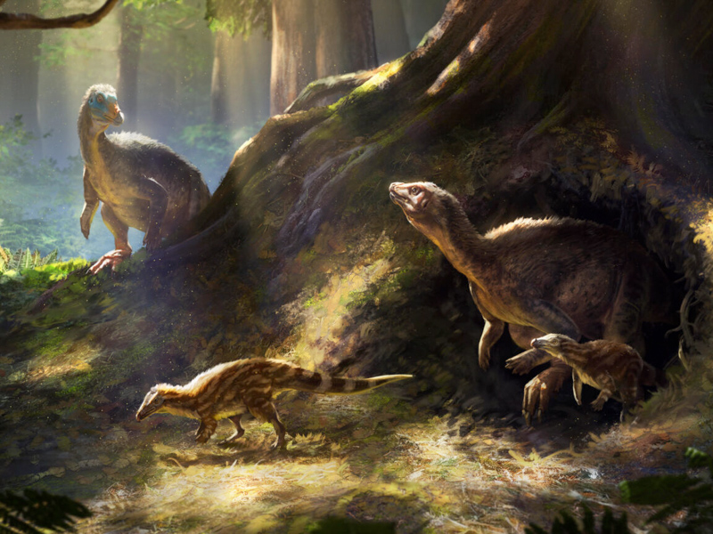 A family of Thescelosaurs emerges from safety to forage in the forests of the Hell Creek Formation, 66 million years ago. Image: Anthony Hutchings